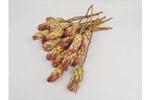 dried-protea-compact-18.