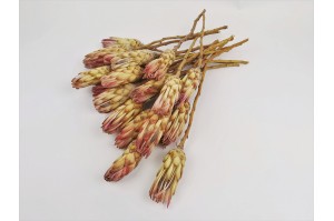 protea-compacte-seche-18.