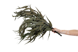 eucalyptus-willow-stabilise-39.