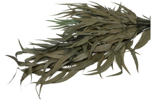 eucalyptus-willow-stabilise-39.