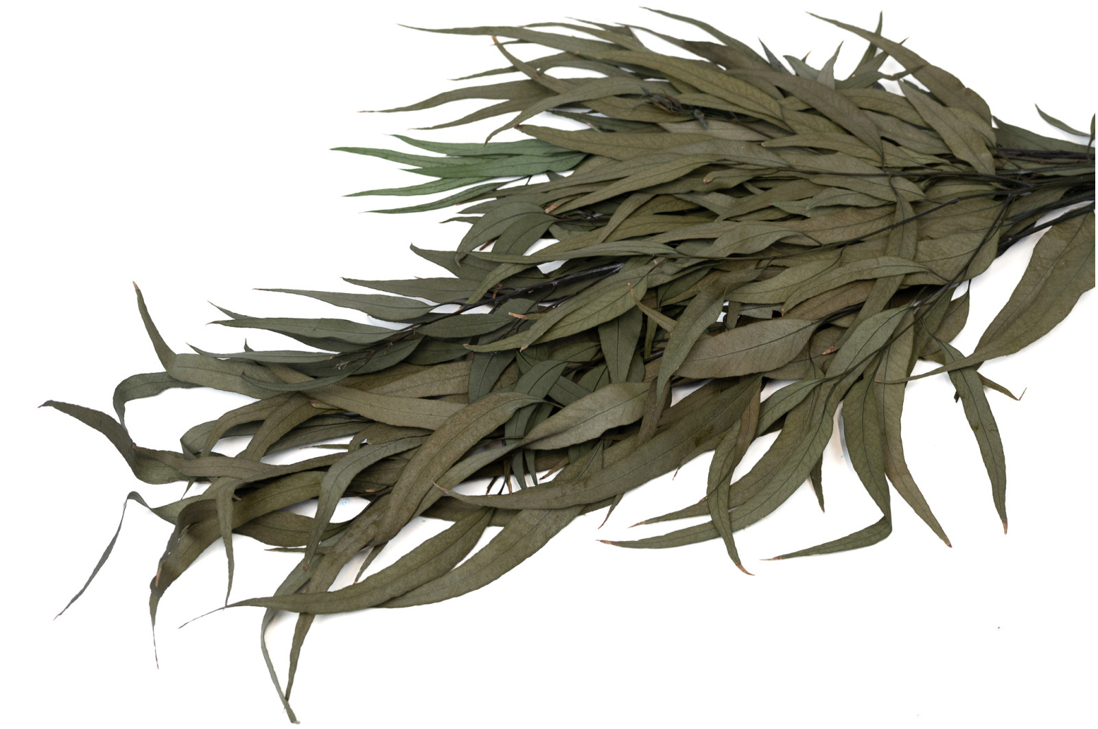 preserved-eucalyptus-willow-39