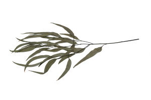 stabilisierte-eukalyptus-willow-39.