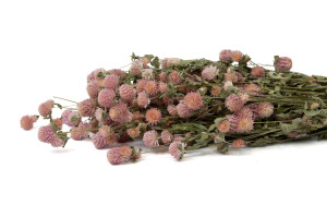 dried-gomphrena-8