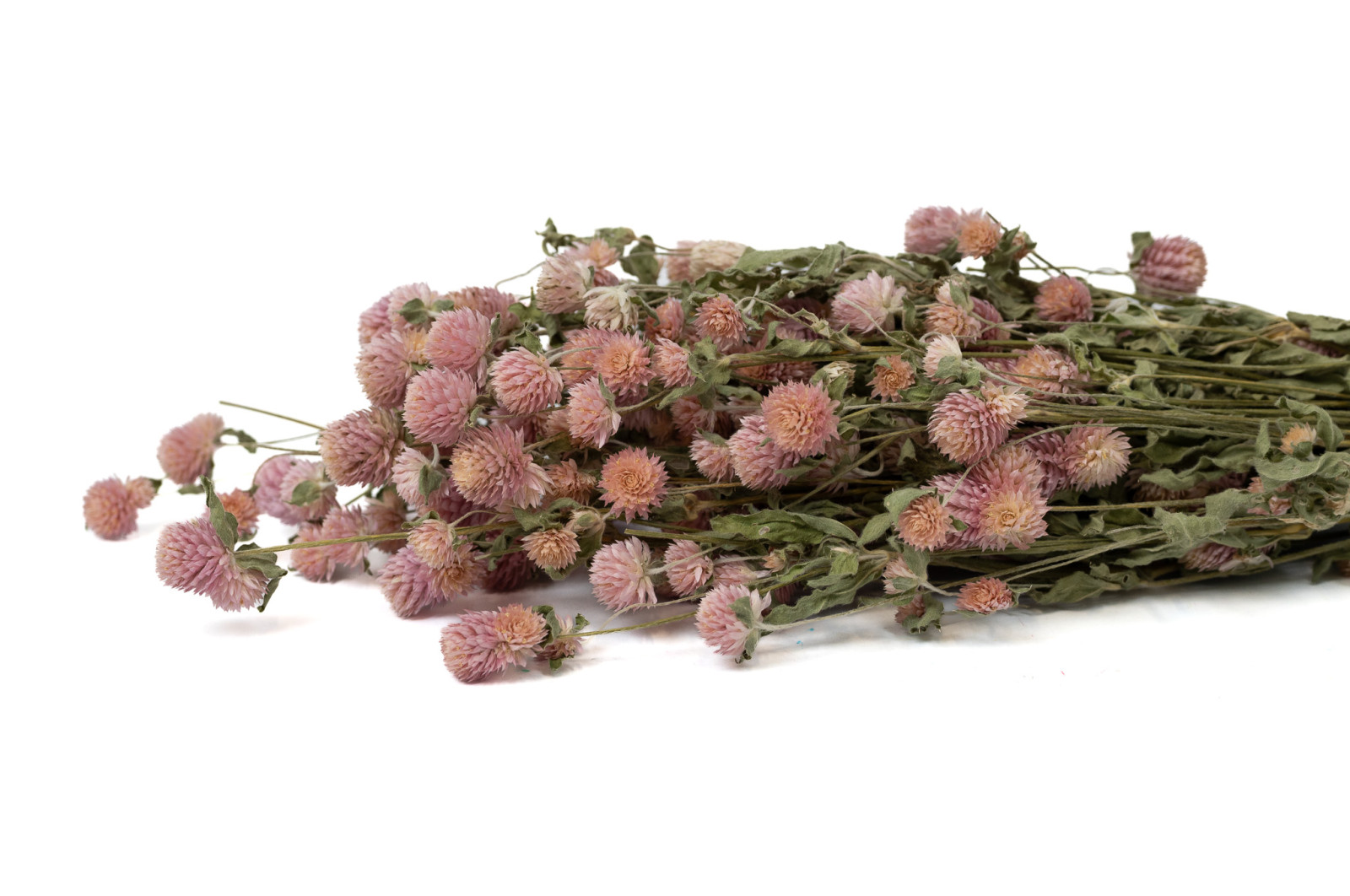 gomphrena-sec-8