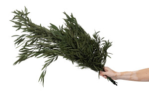 stabilisierte-eukalyptus-nicoly-11.