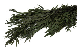 stabilisierte-eukalyptus-nicoly-11