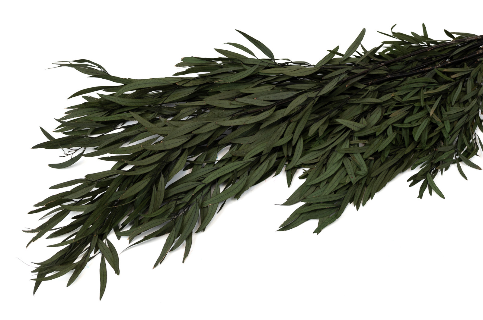 eucalyptus-nicoly-stabilise-11