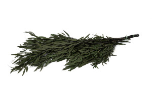 preserved-eucalyptus-nicoly-11.