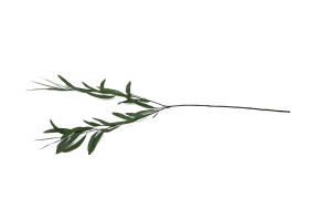 preserved-eucalyptus-nicoly-11.