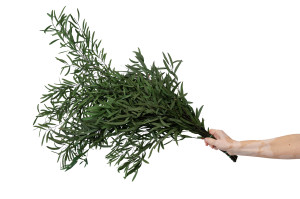 eucalyptus-nicoly-stabilise-11.