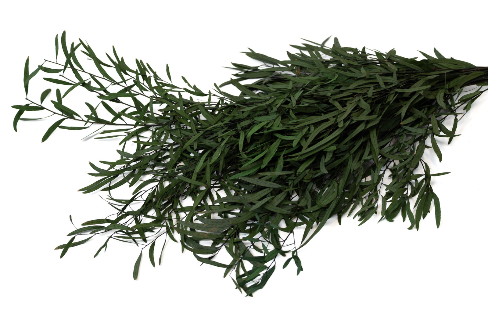 stabilisierte-eukalyptus-nicoly-11