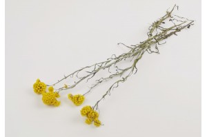 dried-sanfori-yellow-nl.