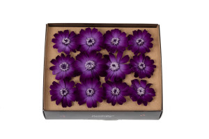 preserved-zinnia-30.