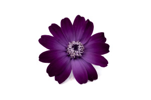 stabilisierte-zinnia-30.