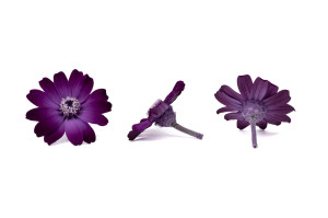 stabilisierte-zinnia-30.