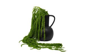 preserved-amaranthus-8.