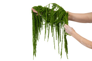 preserved-amaranthus-8.