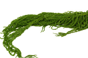 preserved-amaranthus-8