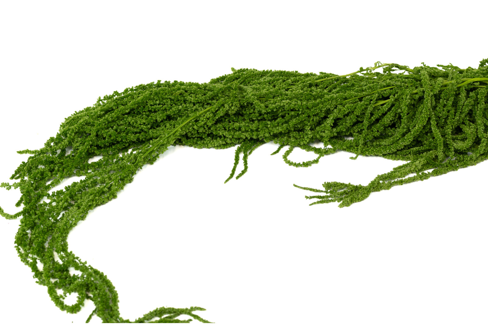 preserved-amaranthus-8