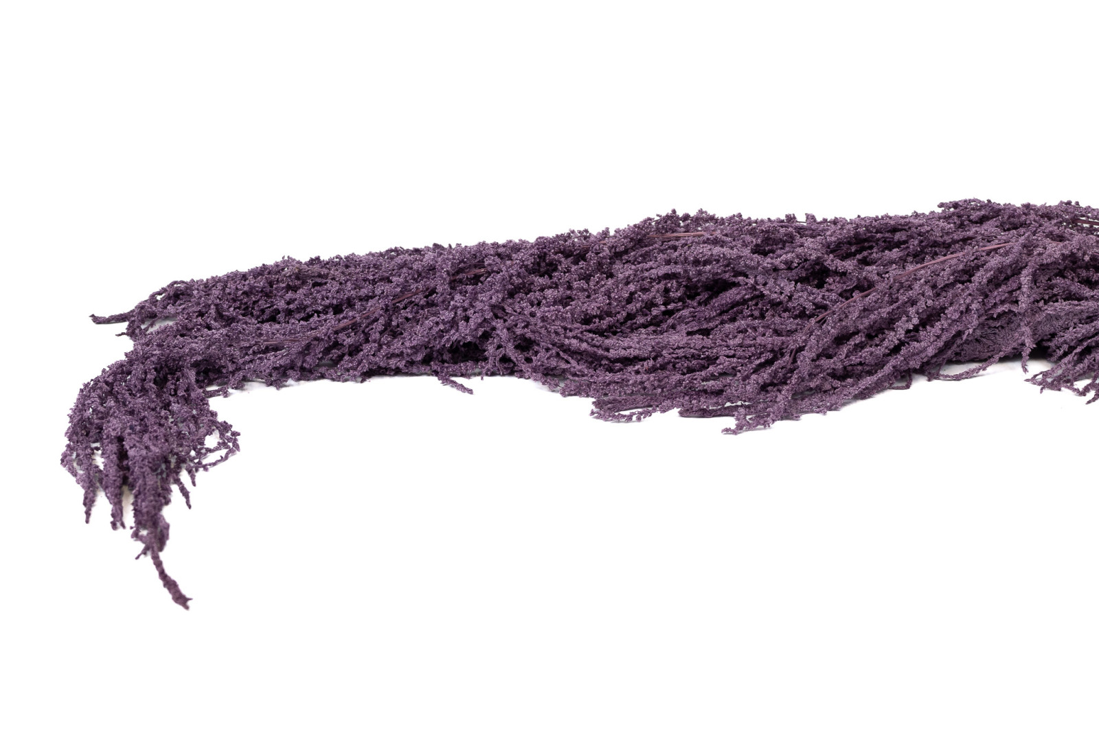 preserved-amaranthus-8