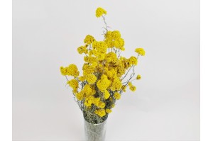 dried-sanfori-yellow-nl.