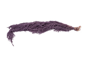 preserved-amaranthus-8.