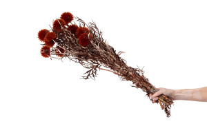 stabilisierte-distel-8.