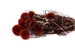 preserved-thistle-8.