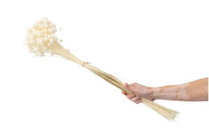 dried-hill-flower-8.