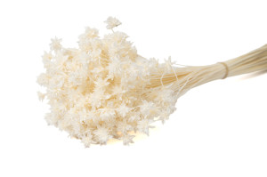 dried-hill-flower-8.