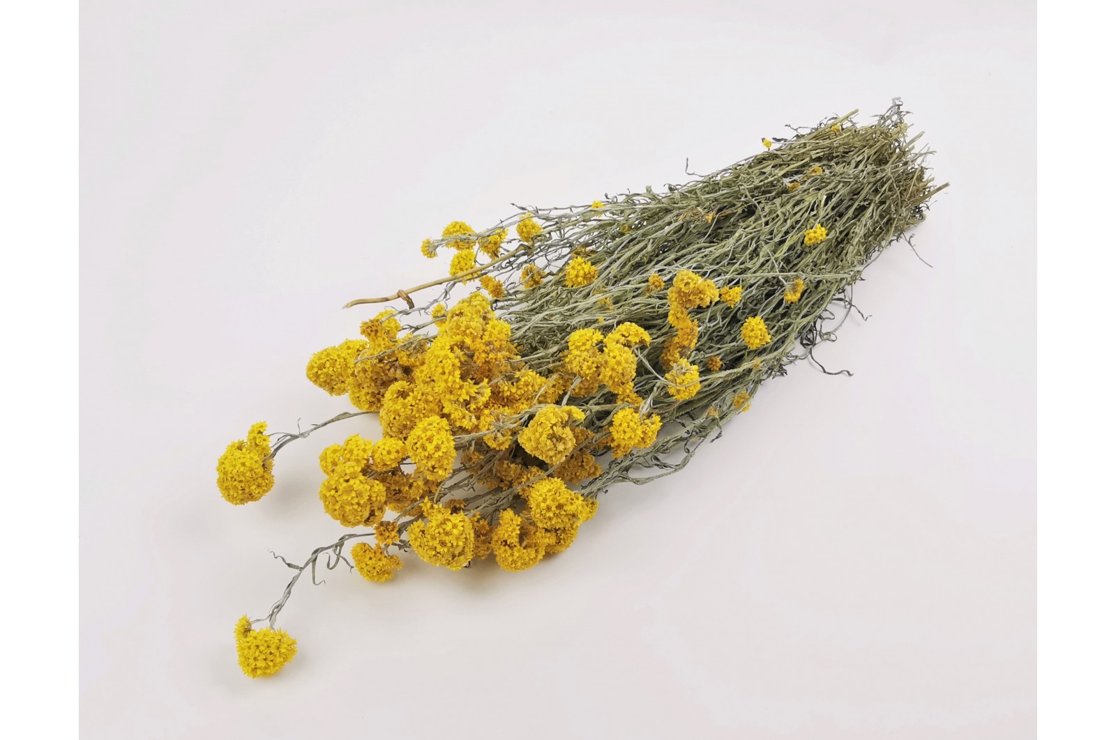 Dried Sanfori yellow (18) dried-sanfori-yellow-nl