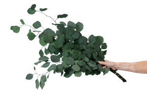 preserved-eucalyptus-populus-11.