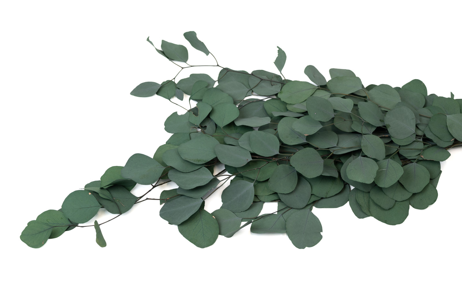 preserved-eucalyptus-populus-11