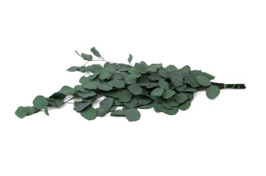 stabilisierte-eukalyptus-populus-11.