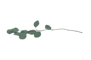 preserved-eucalyptus-populus-11.