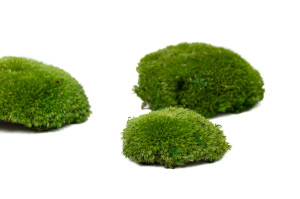 fire-retardant-preserved-pole-moss-5-b.