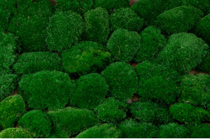 fire-retardant-preserved-pole-moss-5-cn.