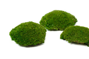 fire-retardant-preserved-pole-moss-5-cn.