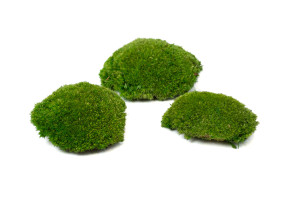 fire-retardant-preserved-pole-moss-5-cn.