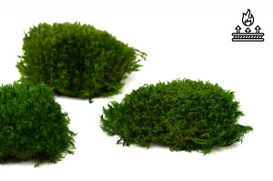fire-retardant-preserved-provence-moss-5-cn.