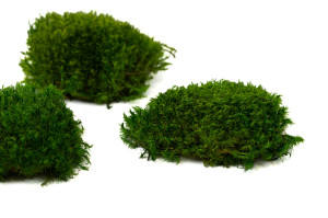 fire-retardant-preserved-provence-moss-5-cn.