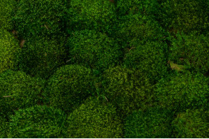 fire-retardant-preserved-provence-moss-5-cn.