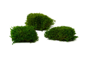 fire-retardant-preserved-provence-moss-5-cn.