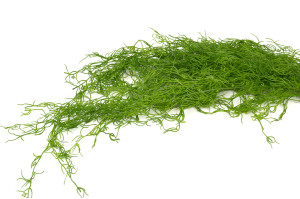 kuenstliche-tillandsia-haengepflanze-x2-beutel-45.