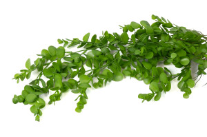 Eucalyptus artificiel chute (45)