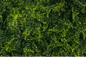 artificial-fern-single-species-panel-45.