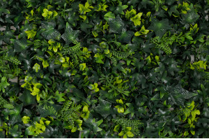 artificial-ivy-single-species-panel-45.