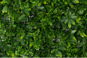 artificial-multi-species-panel-45.