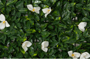 single-species-panel-artificial-bindweed-45.