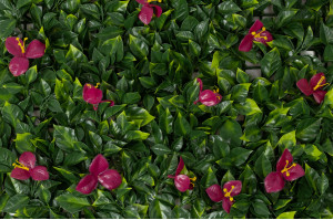 single-species-panel-artificial-bindweed-45.
